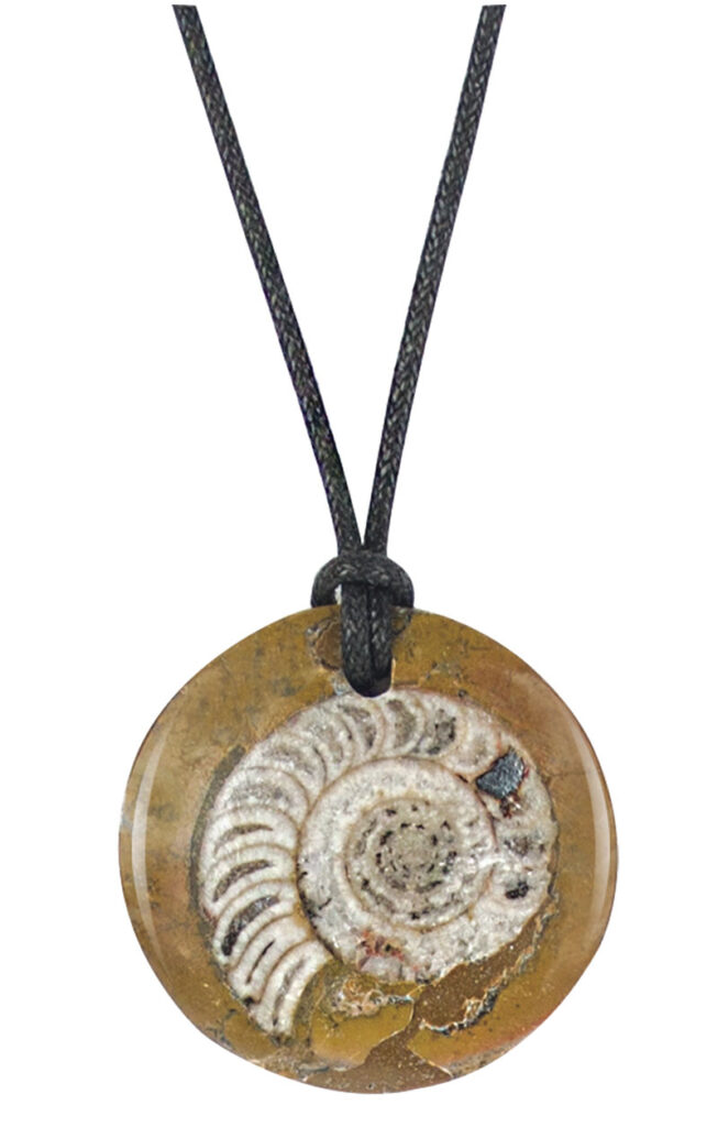 Fossil Ammonite Necklace