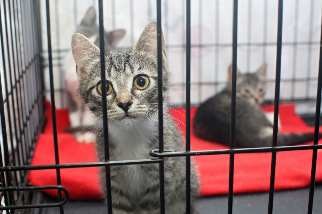 How pet adoption can be a win for all