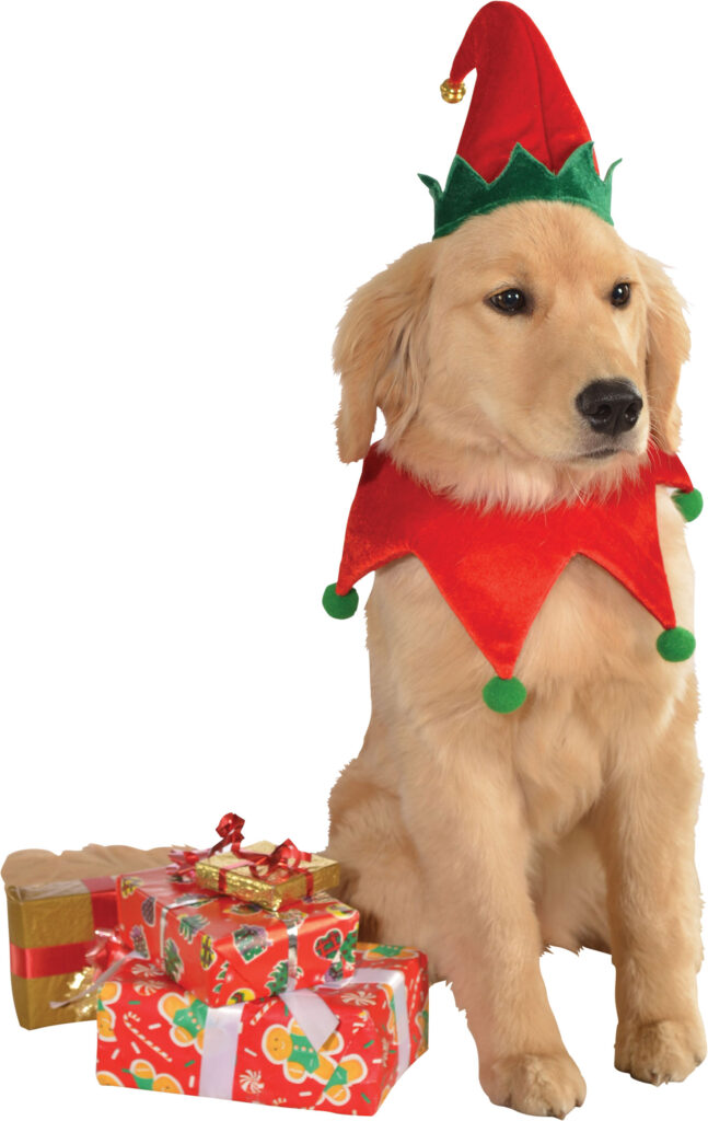 Dog Elf with Bell and Collar