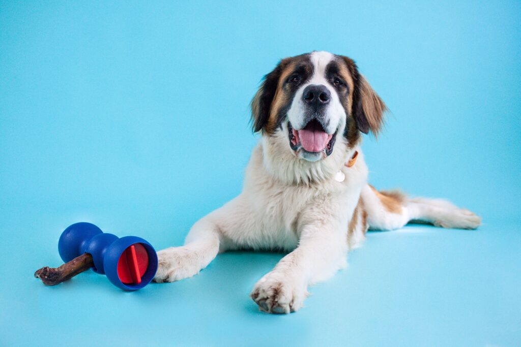 Bow Wow Labs announces new sizes for Bully Buddy