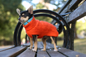 Canine Styles merchandise