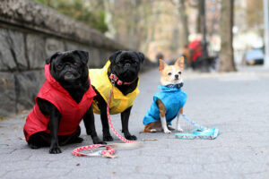 Canine Styles merchandise