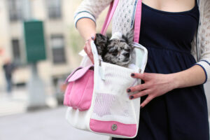 Canine Styles merchandise