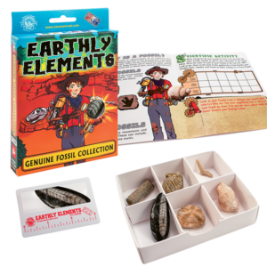 Earthly Elements Genuine Fossil Collection from Channel Craft