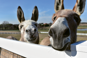 Farmhouse Fresh donkeys: Granny and Shadow