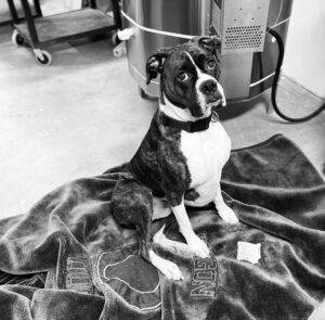 Halle Sophia Gifts' dog, Jojo