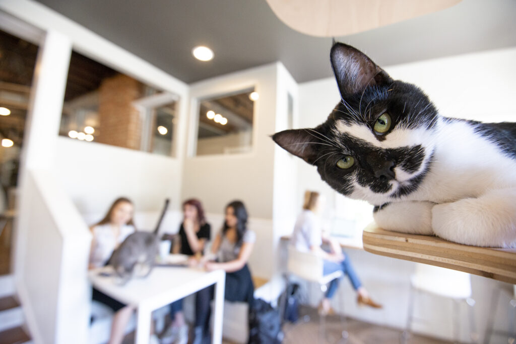 Now On Tap: Catnip Cold Brew
