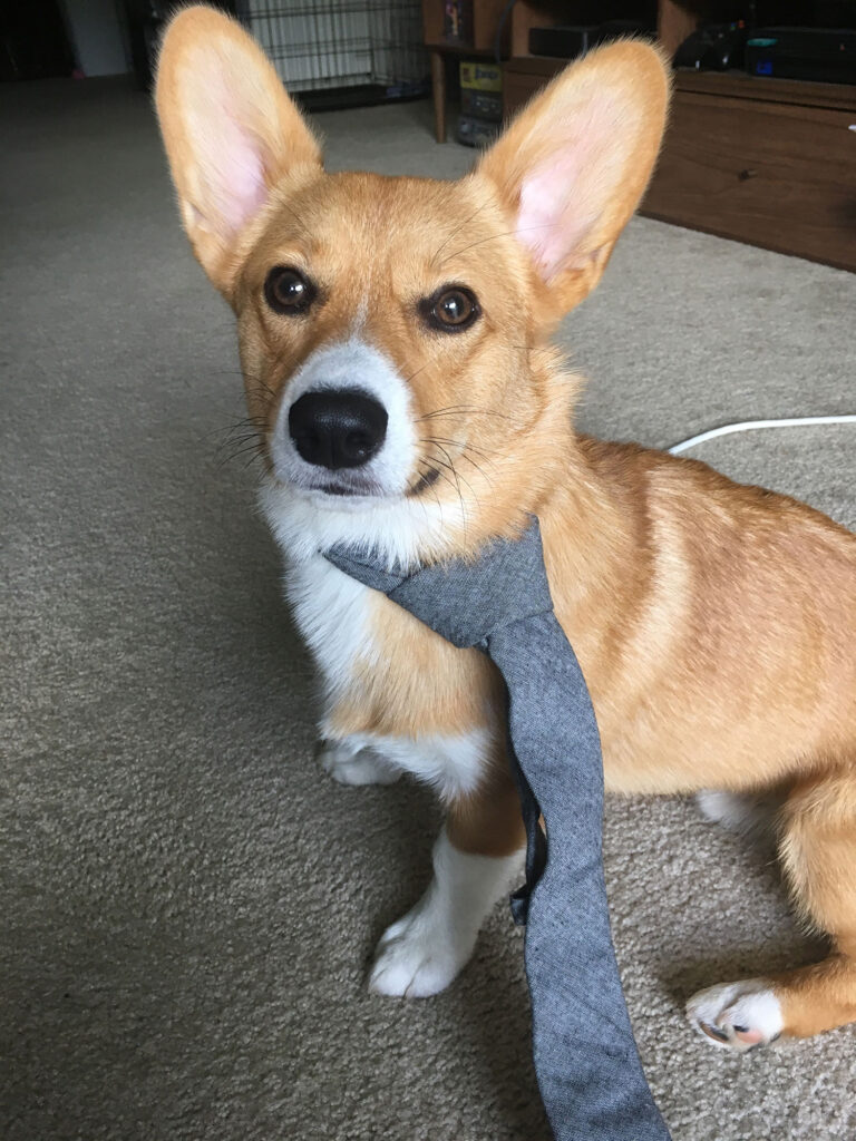 C&F Enterprises celebrates Take Your Dog to Work Day