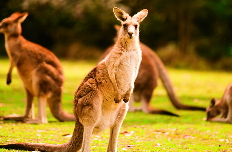 Helping Australia