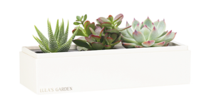 Original Succulent Garden from Lulas Garden