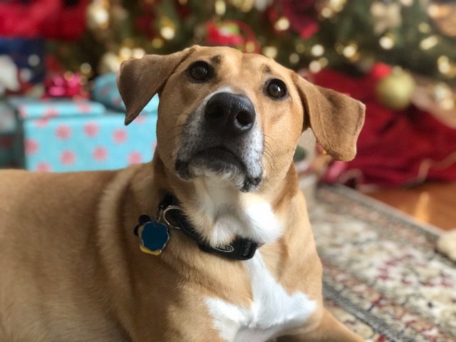 Top 10 Dog Names for 2020