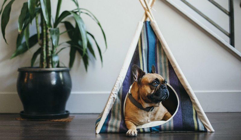 Meet the Maker: P.L.A.Y.: Pet Lifestyle and You