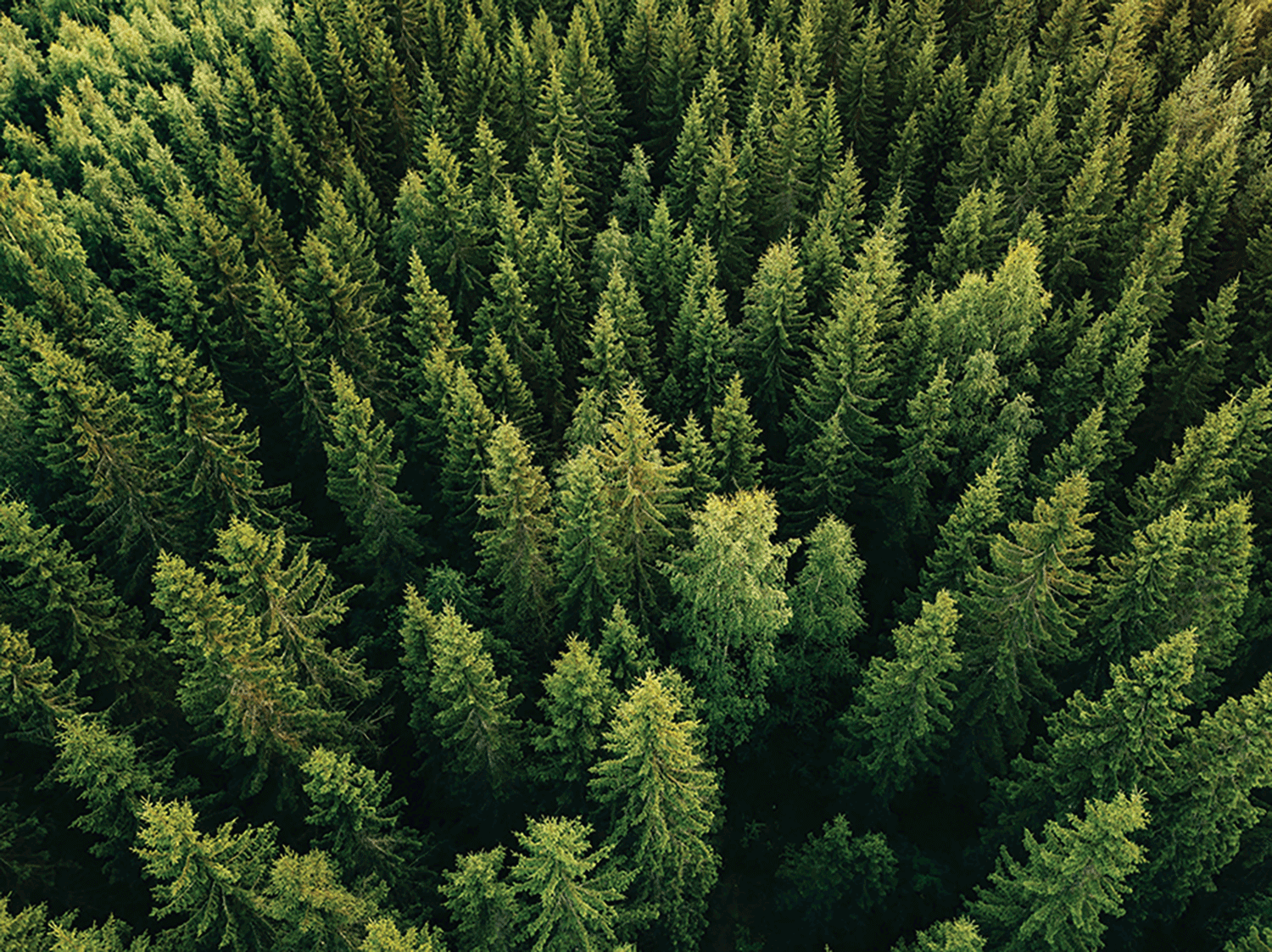 Woodchuck USA helps with reforestation with its give-back initiative on its Buy one. Plant one. program