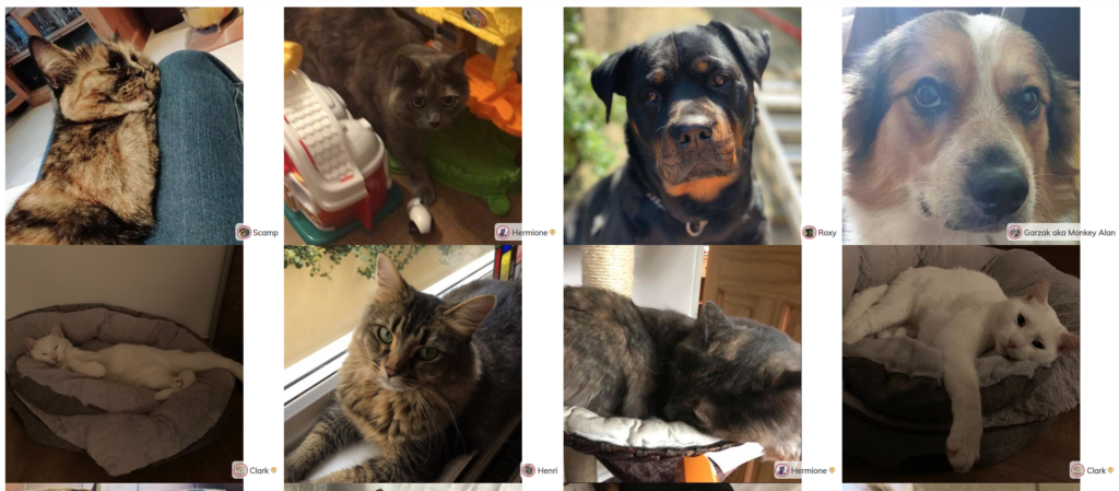 Pawsr launches social network just for pets