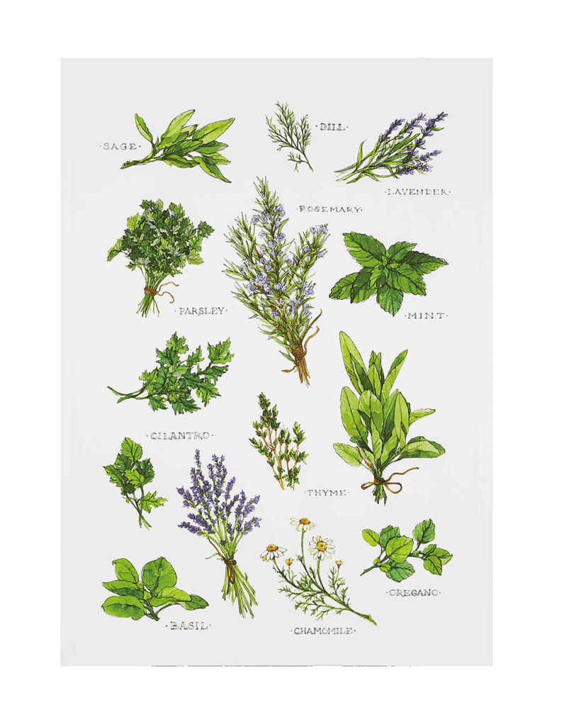 Field Guide Herbs Kitchen Towel
