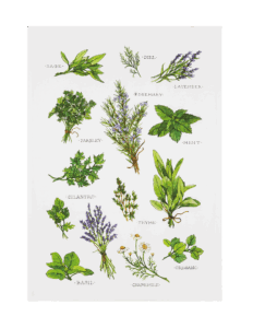 Field Guide Herbs Kitchen Towel from Peking Handicraft