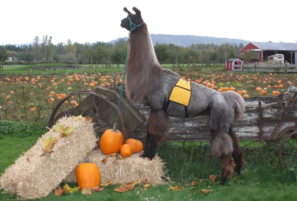 Have Alpaca. Will Travel.