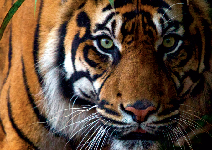 Spreading knowledge about endangered species