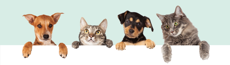State of the Pet Industry