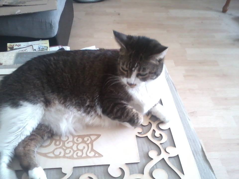 Show Us Your Shop: Thumbs Pets
