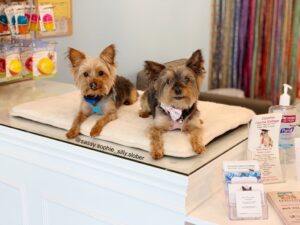 Precious Paws Boutique Mascots