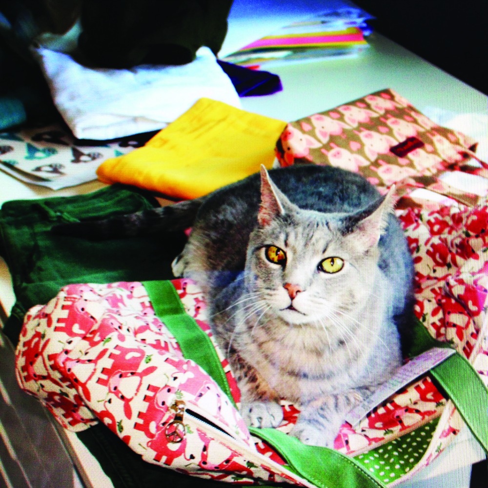 W.Wellness_bungalow360cattiger
