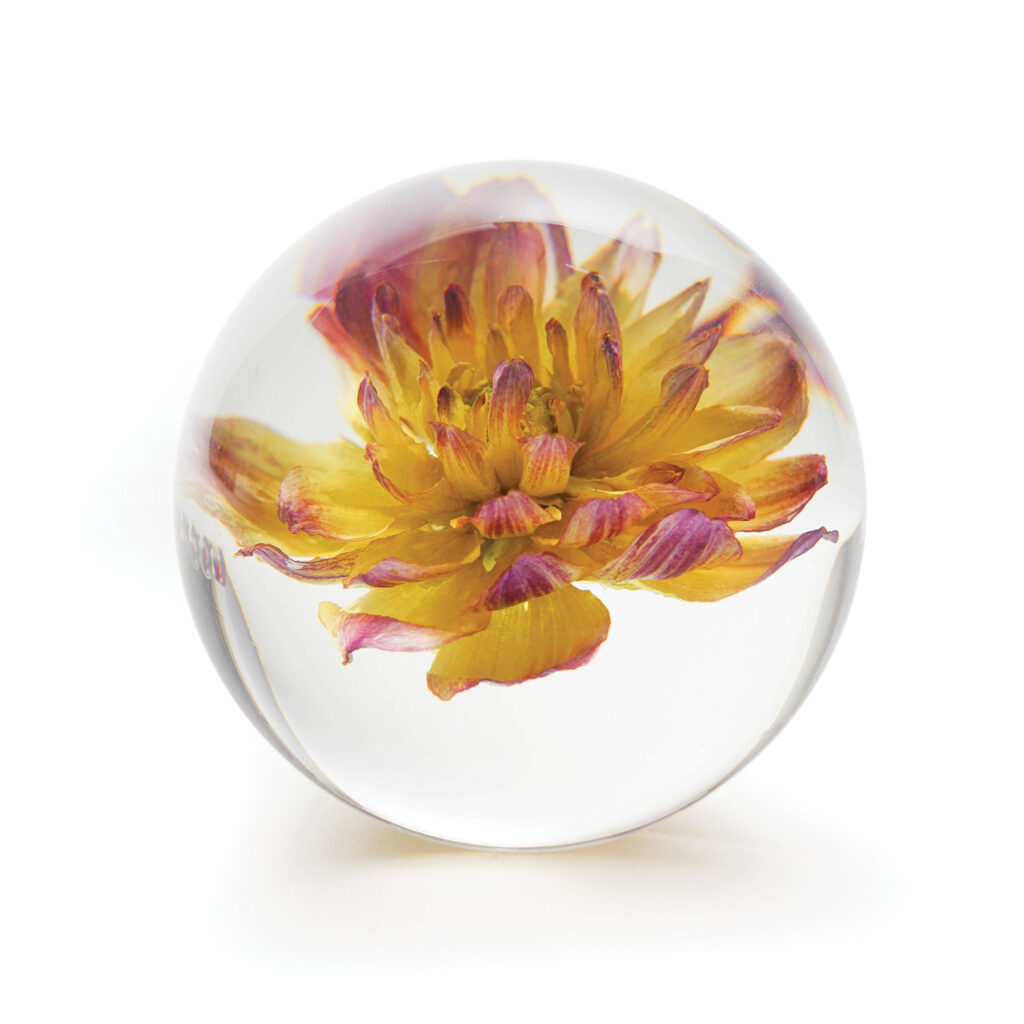 Yellow Dahlia Acrylic Paperweight