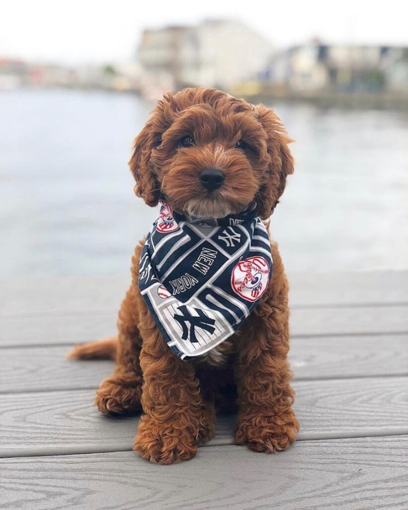 Nutrisource Pet Foods “Pinstripe Pets” contest celebrates Yankees four-legged fans