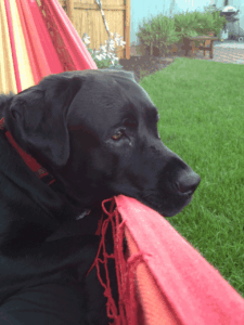 Harbor Pet's mascot, Trooper