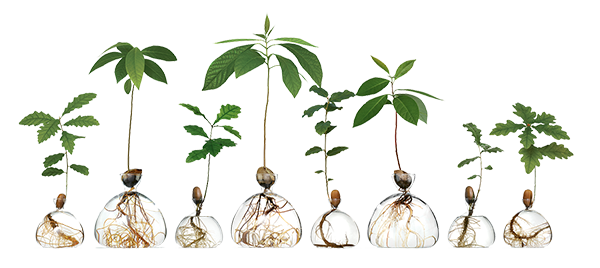 The Botanist