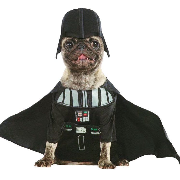 Survey: Top pet costumes for 2019 Halloween