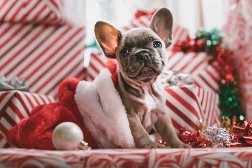 Purr-fect holiday gifts for furry loved ones