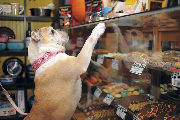 #ShopFredericksburg: Dog Krazy
